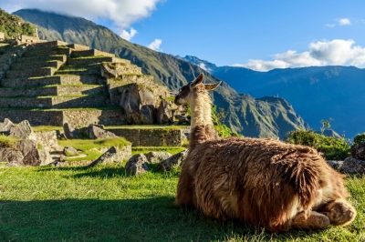 Lama vor den Machu Picchu Terassen (vadim.nefedov / stock.adobe.com)  lizenziertes Stockfoto 
Informazioni sulla licenza disponibili sotto 'Prova delle fonti di immagine'